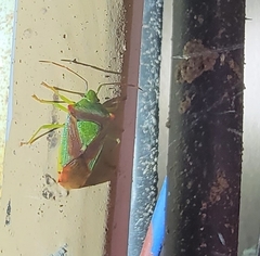 Acanthosoma haemorrhoidale