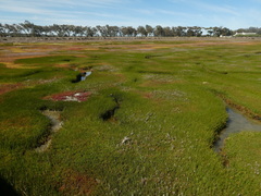 Chenolea diffusa