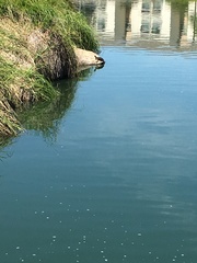 Trachemys scripta elegans