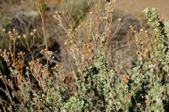Pentzia quinquefida