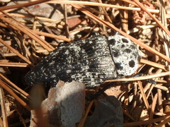 Capnodis cariosa