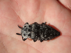 Capnodis cariosa