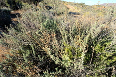 Pentzia quinquefida