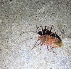 Urochela quadrinotata