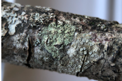 Lecanora barkmaniana