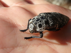 Capnodis cariosa