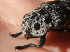 Capnodis cariosa