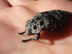 Capnodis cariosa
