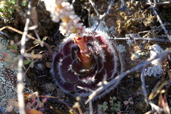 Crassula barbata barbata