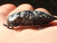 Capnodis cariosa