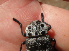 Capnodis cariosa