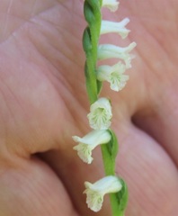 Spiranthes praecox