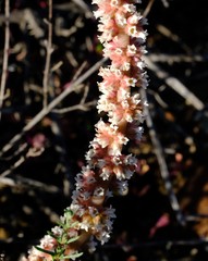 Crassula barbata barbata