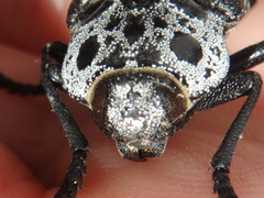 Capnodis cariosa