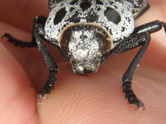Capnodis cariosa