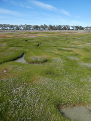 Chenolea diffusa