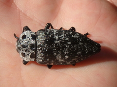 Capnodis cariosa