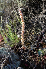 Crassula barbata barbata