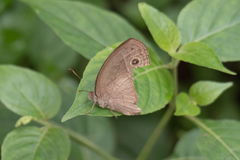 Mycalesis perseoides