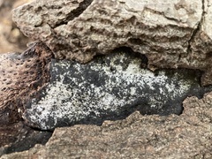 Biscogniauxia atropunctata