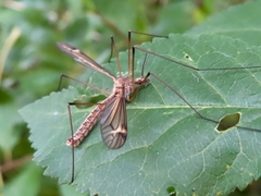 Tipula lateralis