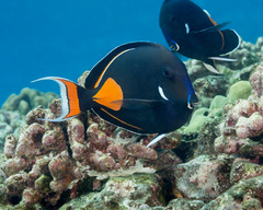 Acanthurus achilles