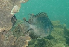 Amblyglyphidodon indicus