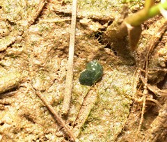 Elysia chlorotica