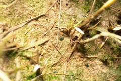 Elysia chlorotica