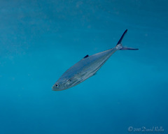 Scomberoides lysan