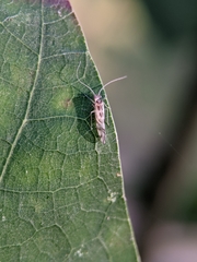 Graphopsocus cruciatus
