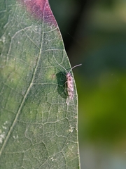Graphopsocus cruciatus