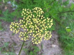 Polytaenia