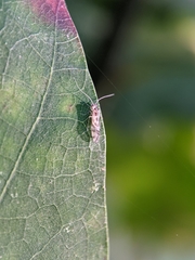 Graphopsocus cruciatus