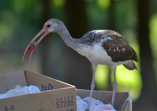 Ibis blanc
