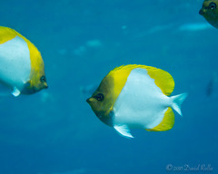 Hemitaurichthys polylepis