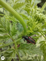 Astylus quadrilineatus