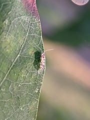 Graphopsocus cruciatus