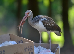American White Ibis photo 6