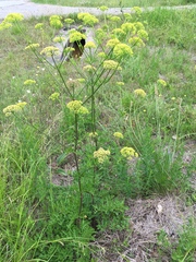 Polytaenia