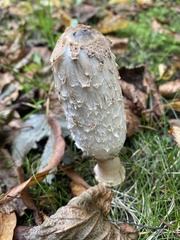 Coprinus comatus