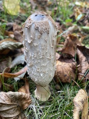 Coprinus comatus