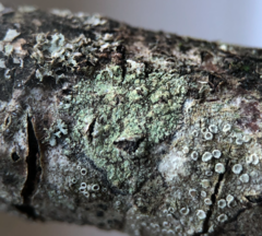 Lecanora barkmaniana