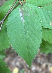 Stigmella lemniscella