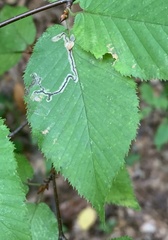 Stigmella lemniscella