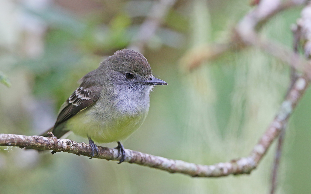 Pale-edged Flycatcher photo
