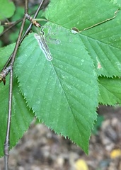 Stigmella lemniscella