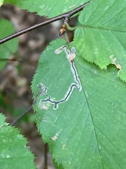 Stigmella lemniscella