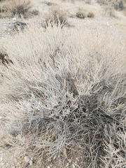Tetradymia