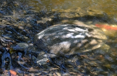 Apalone spinifera aspera